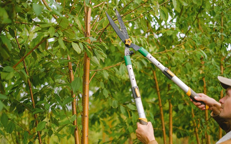 Tree trimming in Rupert, WV