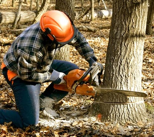 Tree Removal in Rupert, WV